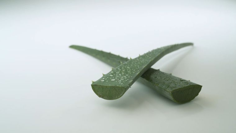 Aloe vera